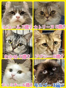 🐾今日の里親様募集中ニャンコ🐱メンバーです🐾2022,10,26【保護犬カフェ天神橋店】